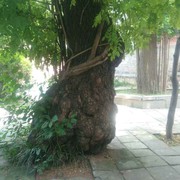 小北gu