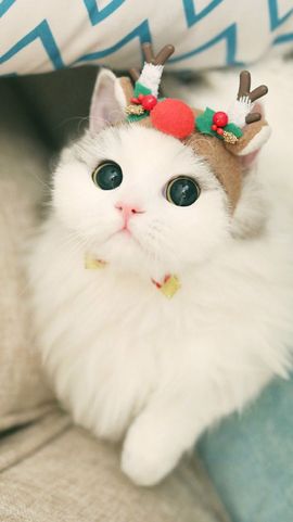 董姨？主播照片