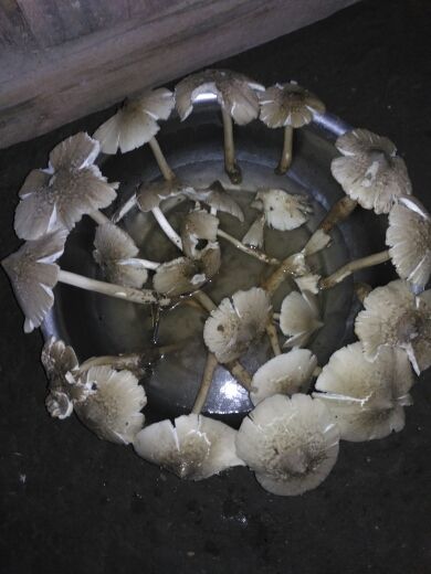 伍神龙保平安的主播照片