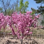 日出东方火
