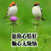 云中漫步137