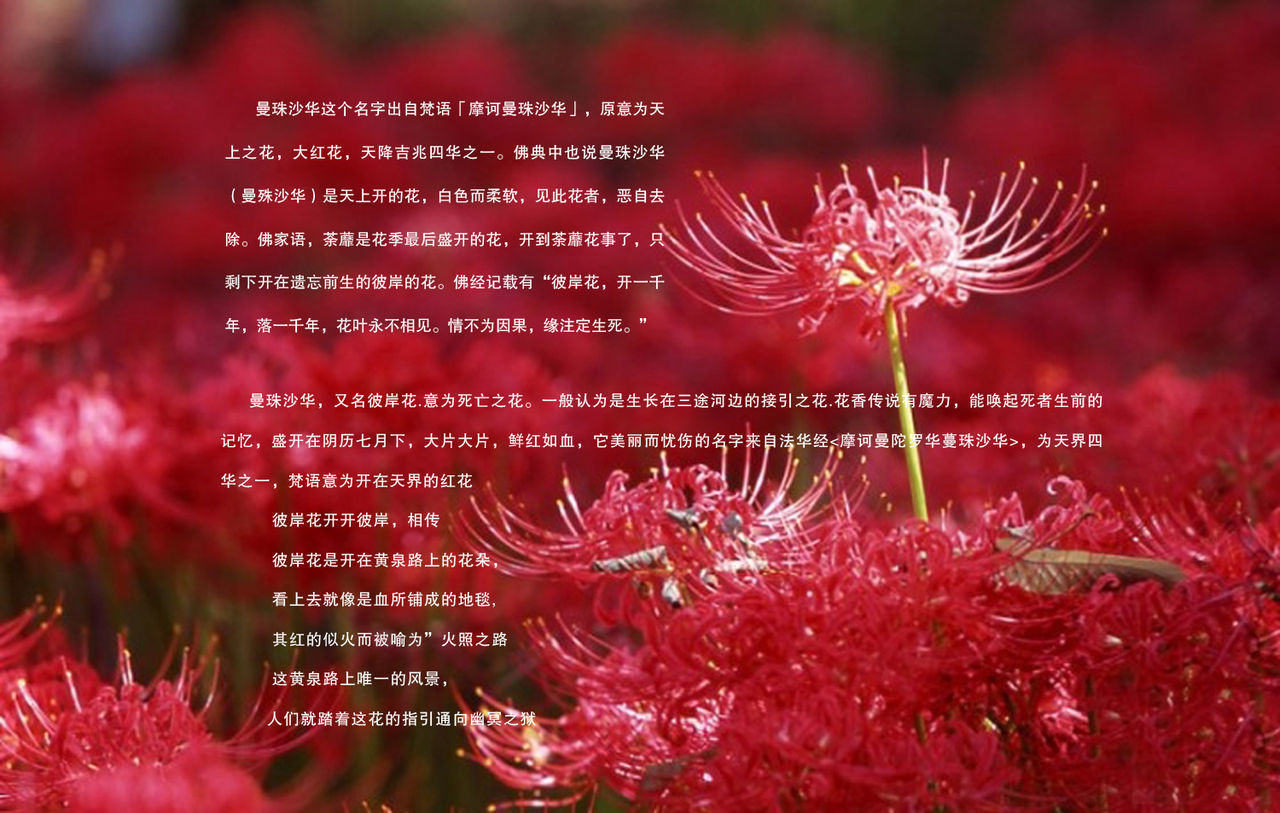 慕哲守护子涵的主播照片