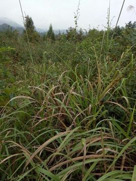 姬筱珑主播照片