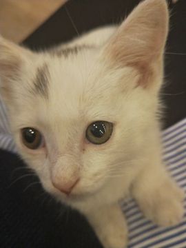 奶糖宝主播照片