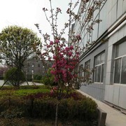 鸟语花香!a