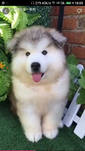 ✨媳婦⭐求🌙帶走✨主播照片