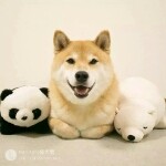 楚楚❤秋枫
