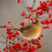 温柔的狼*7