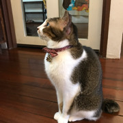 花田路