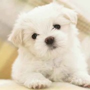 LEO～茆康显海报