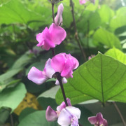 ✌香香的萝卜酱﹏。ღ
