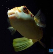 臭臭泥1海报