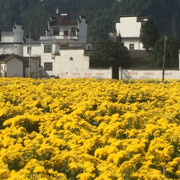 *✿佳音传晴✿*