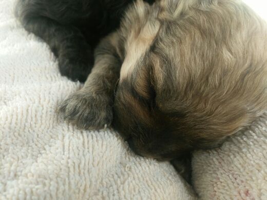 シ灬贝壳♫依然如故ゝ的主播照片