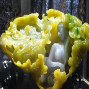 荏緈鹏鵬的头像