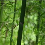 我軍哥
