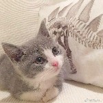 墨尘枫