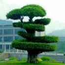 四川张哥哥