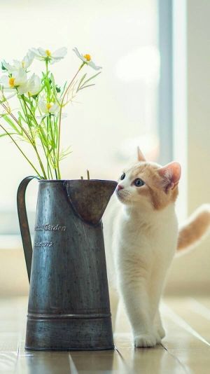 ღ﹏黎貓゜似水流年❀的主播照片