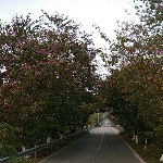长隆哥海报