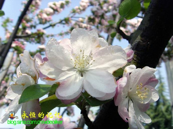 *回家吃饭*的主播照片