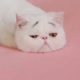 董姨？主播照片
