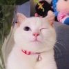 在这里9q