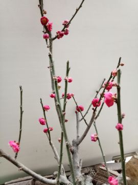 bai晓林主播照片