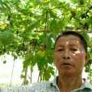 刘银祥瓜萎子种植销售