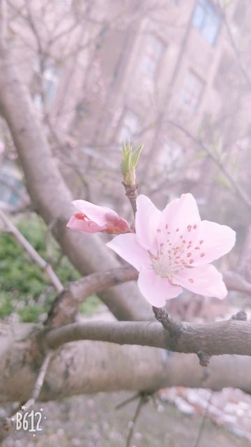 看，花开了！的主播照片