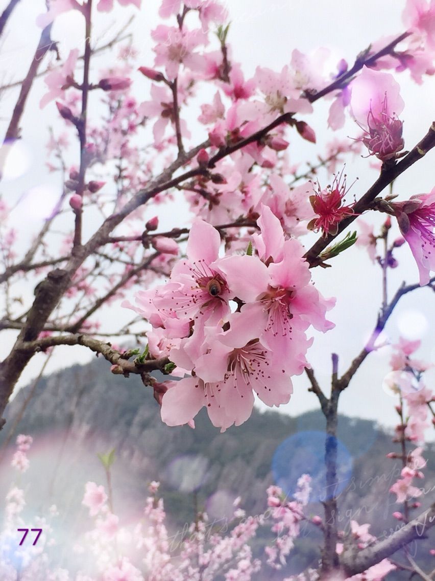 🌺好想亲亲你🌸的主播照片