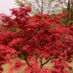 吴秀平t