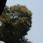 l伟雄