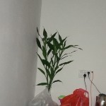 ，菲宝