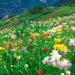 初见♫♬的头像