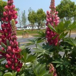 花落无期！花开半夏海报