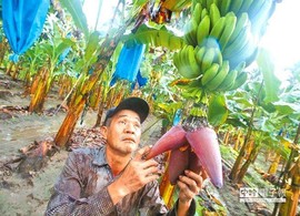 白眼猪😌漠漠陪伴主播照片