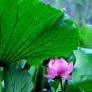 A🌹高高兴兴🌹海报