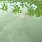 情有独钟……
