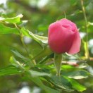 花落微凉梦清幽0