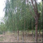 蓝莓纷飞🌴🍃海报
