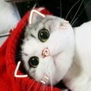 啊慧