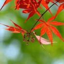 紅葉e海报