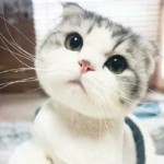 乔乔乔乔乔阿丶