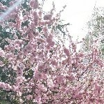 风花雪月；：海报