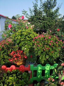 七彩丽人★主播照片