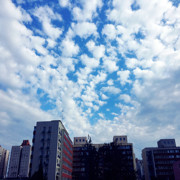 @冰玫瑰@海报