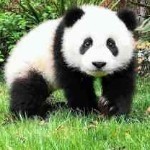 清水VS熊猫