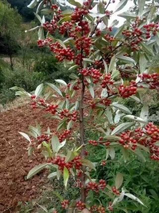 帕敢小建珠宝店长的主播照片