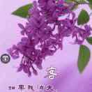 泪无心o海报